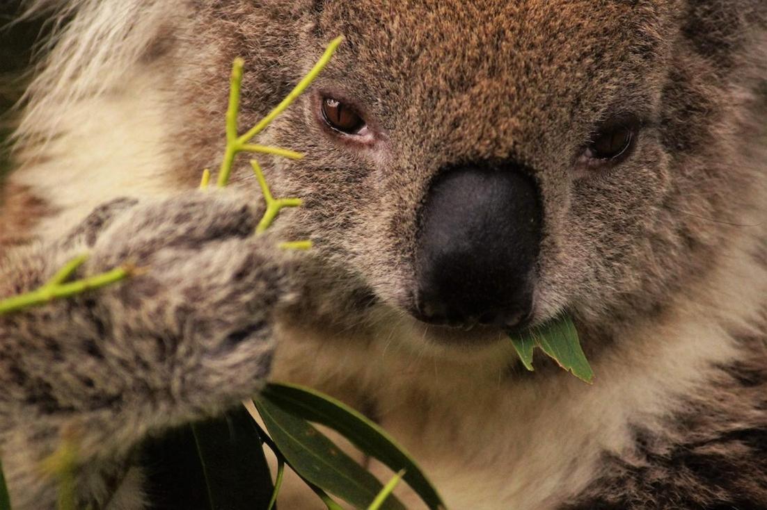 Bimbi Park - Camping Under Koalas Cabo Otway Exterior foto
